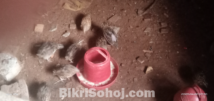 কোয়েল পাখি